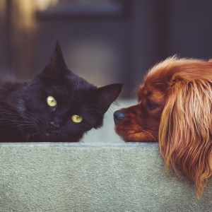Tarot Personality Profiles for Pets